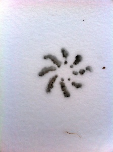 A flower pattern appeared in the fresh snow.